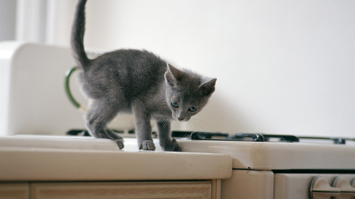 1600 Cat Foto tapety (6) #8 - 1366x768