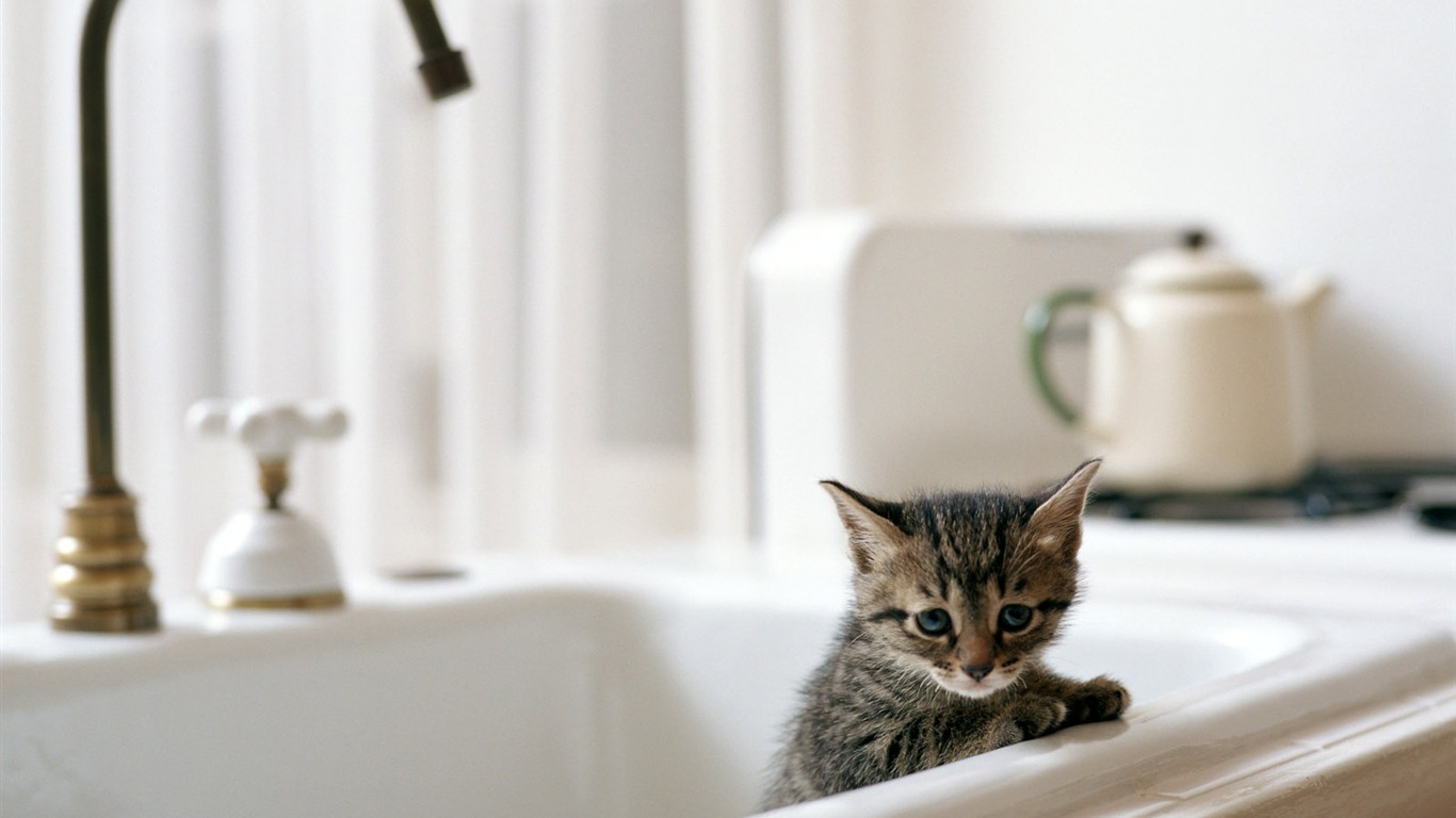 1600 Cat Foto tapety (6) #12 - 1366x768