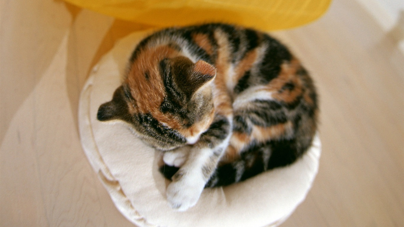 1600 Cat Foto tapety (6) #17 - 1366x768