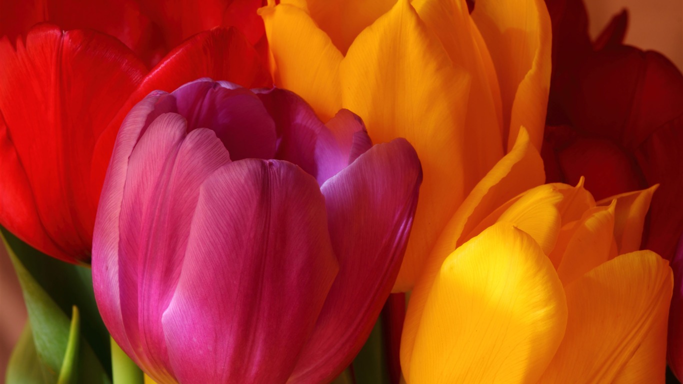 Large tulip wallpaper (2) #1 - 1366x768