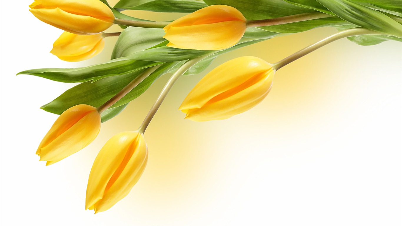 Large tulip wallpaper (2) #2 - 1366x768