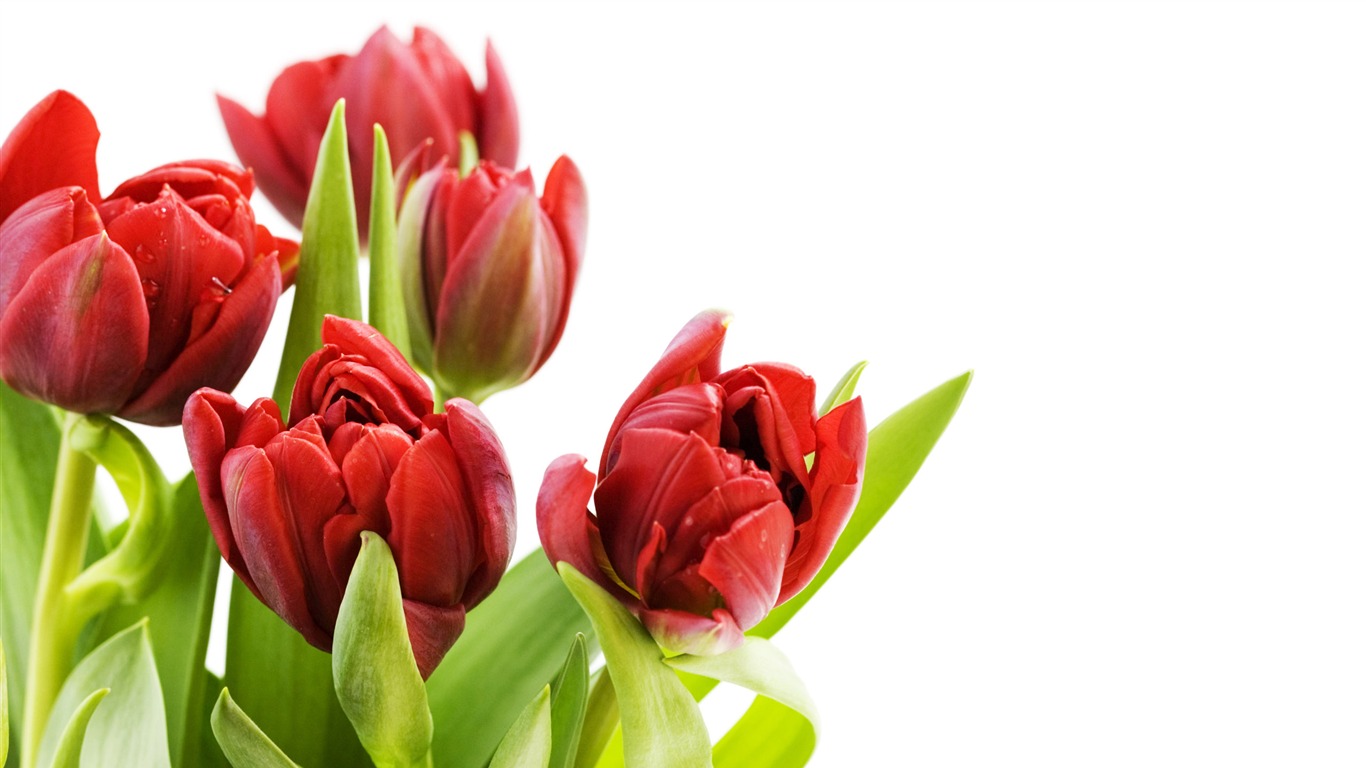 Large tulip wallpaper (2) #3 - 1366x768