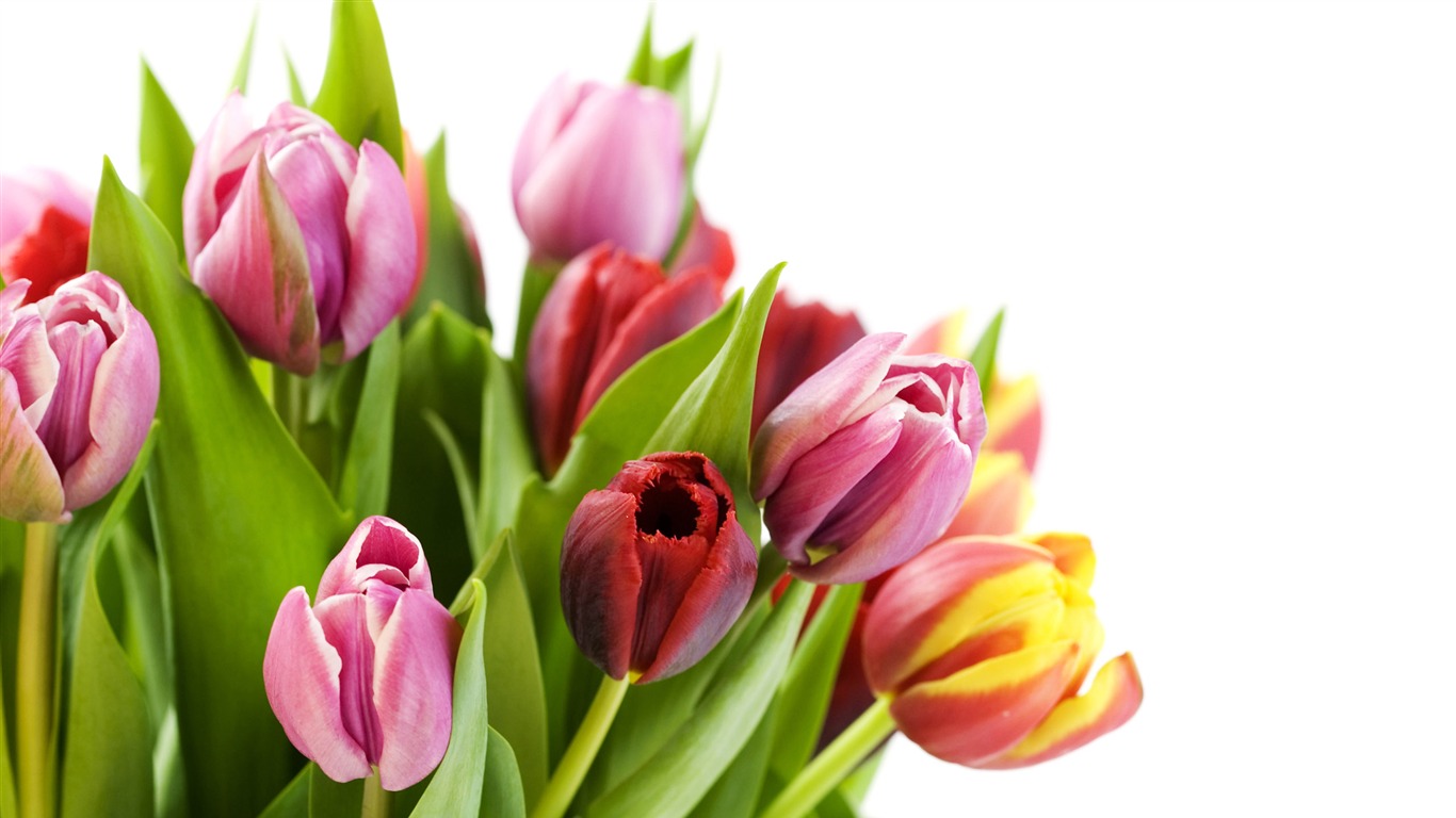 Large tulip wallpaper (2) #4 - 1366x768