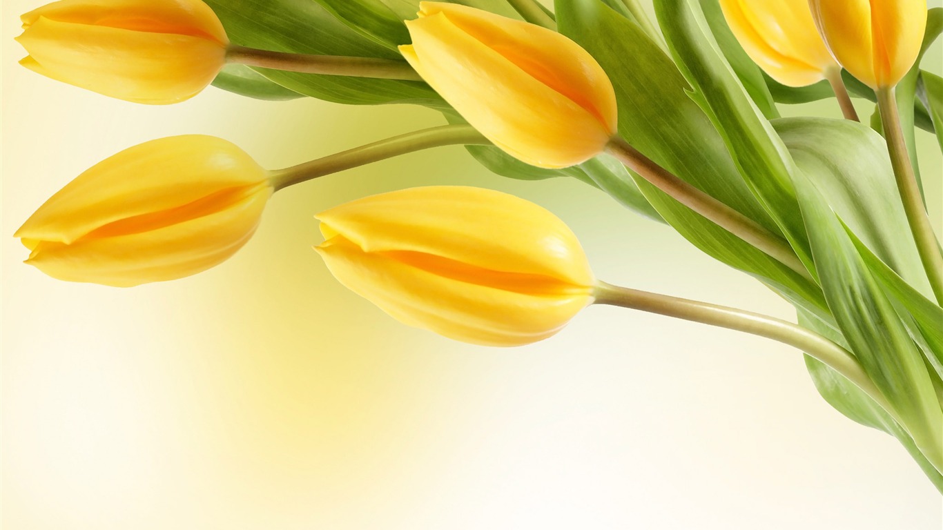 Velký tulipán tapetu (2) #5 - 1366x768