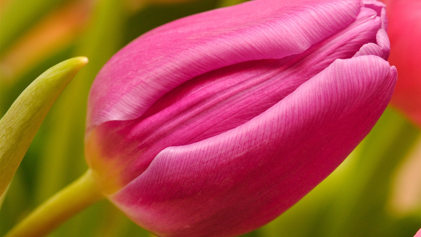 Large tulip wallpaper (2) #6 - 1366x768