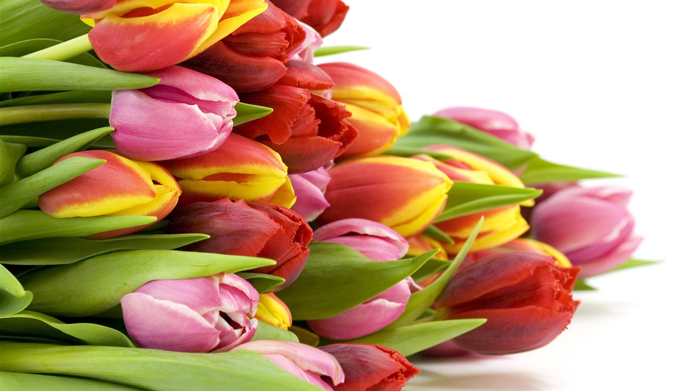 Large tulip wallpaper (2) #7 - 1366x768