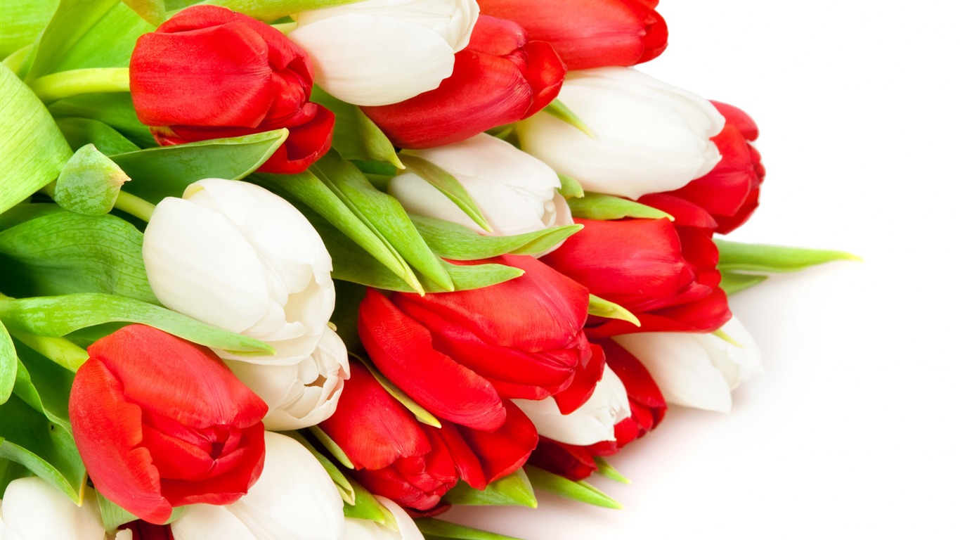 Large tulip wallpaper (2) #8 - 1366x768