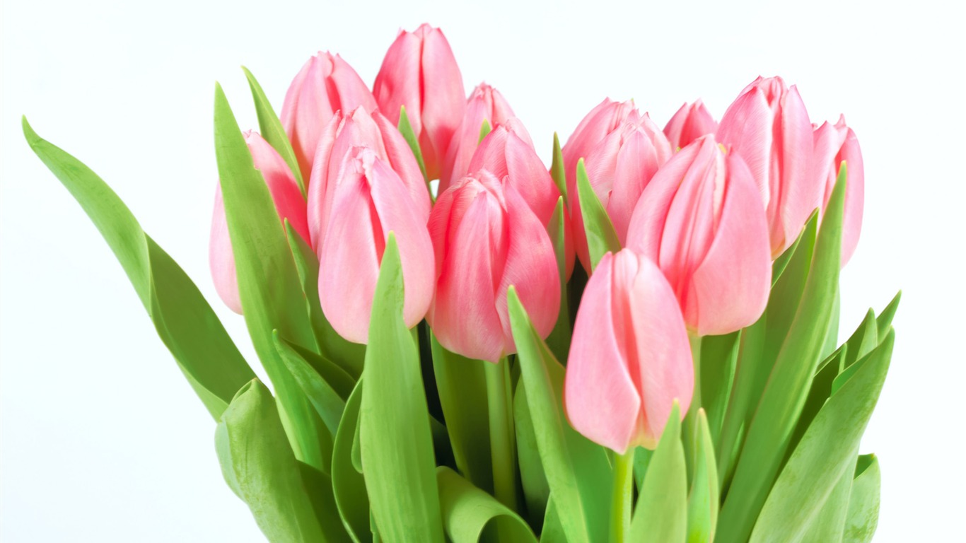 Velký tulipán tapetu (2) #9 - 1366x768