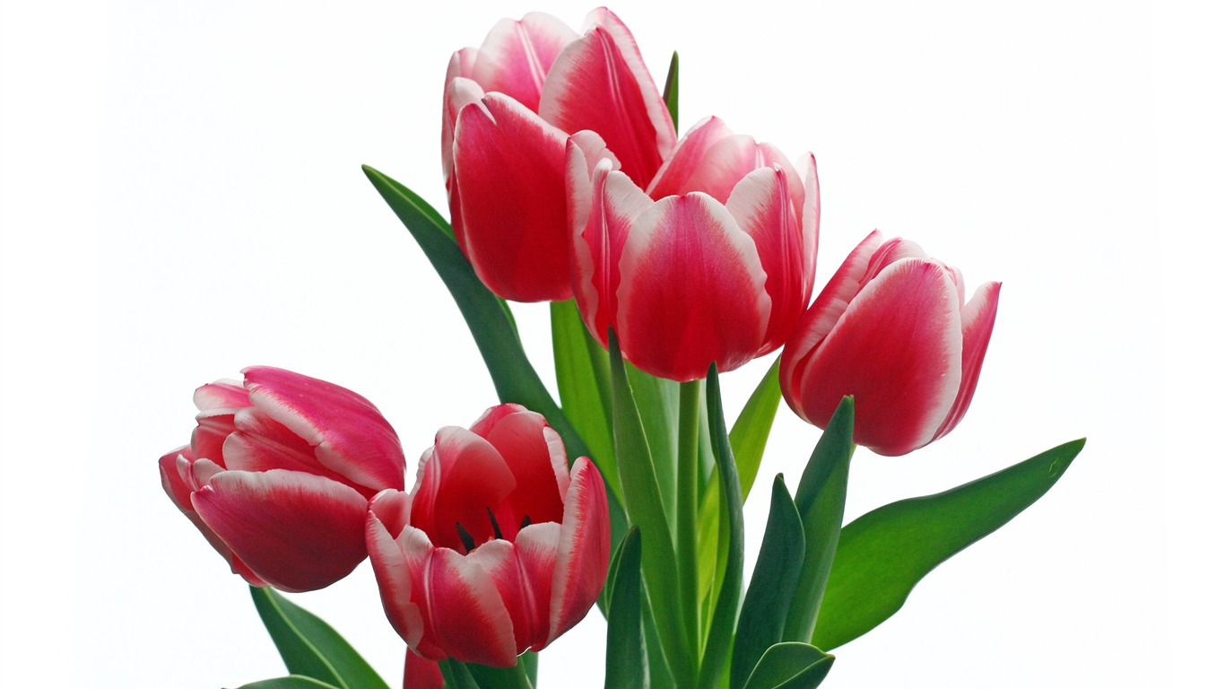 Velký tulipán tapetu (2) #10 - 1366x768