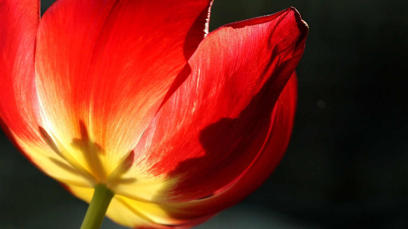 Large tulip wallpaper (2) #11 - 1366x768