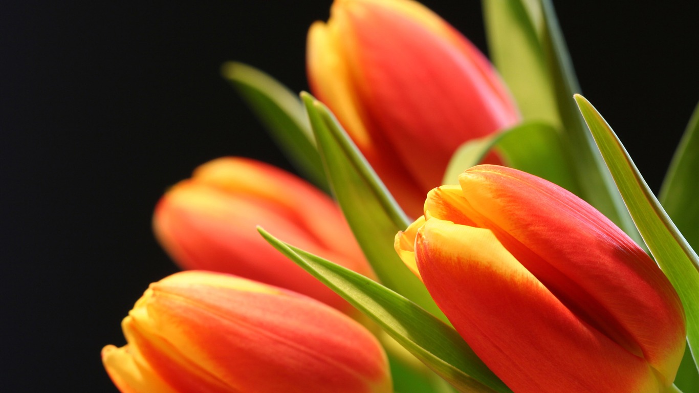 Large tulip wallpaper (2) #12 - 1366x768