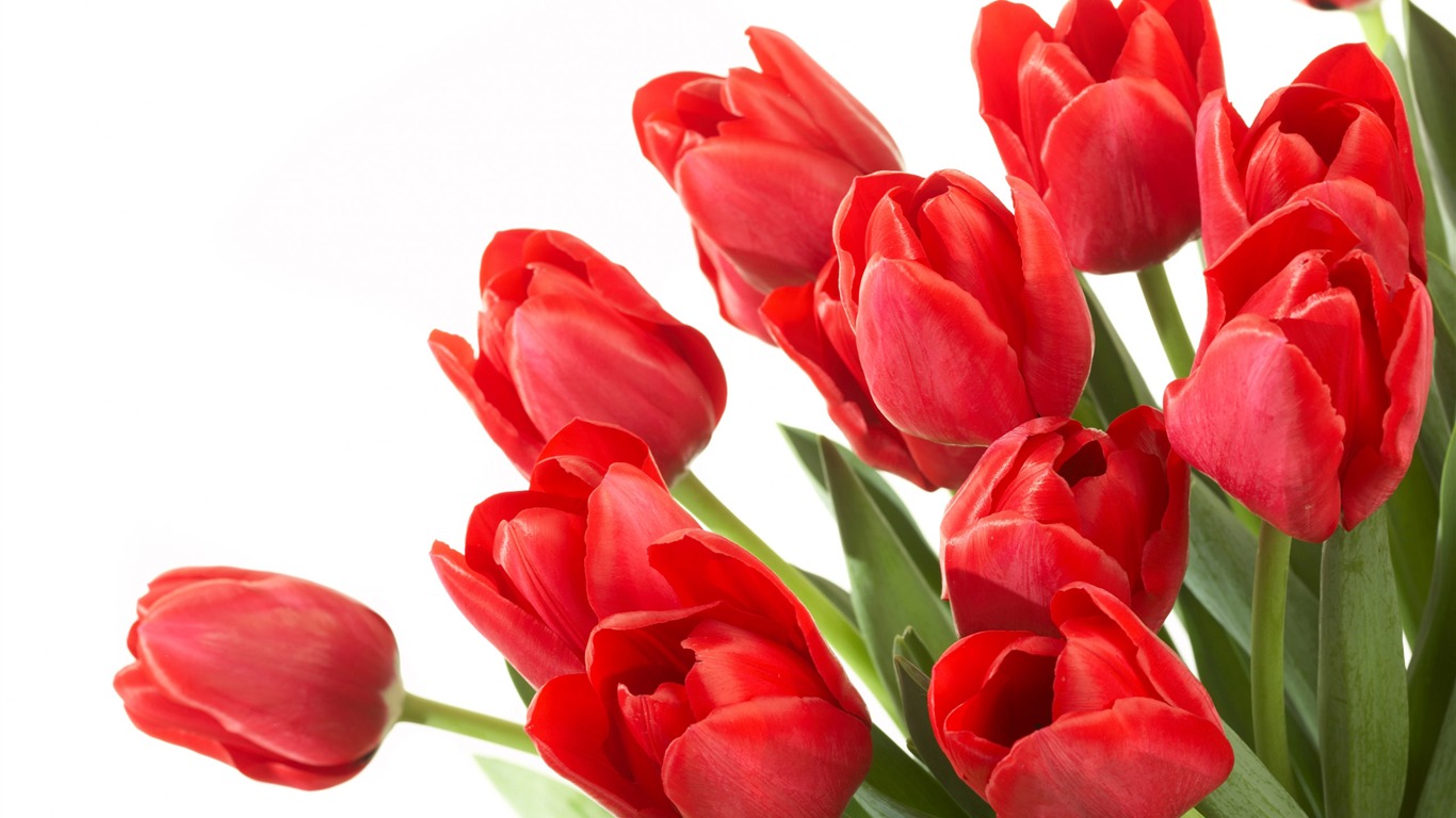 Large tulip wallpaper (2) #13 - 1366x768