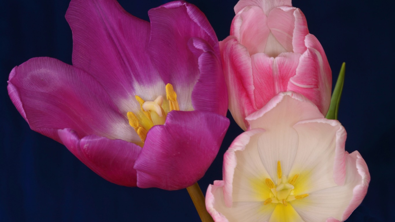 Large tulip wallpaper (2) #17 - 1366x768