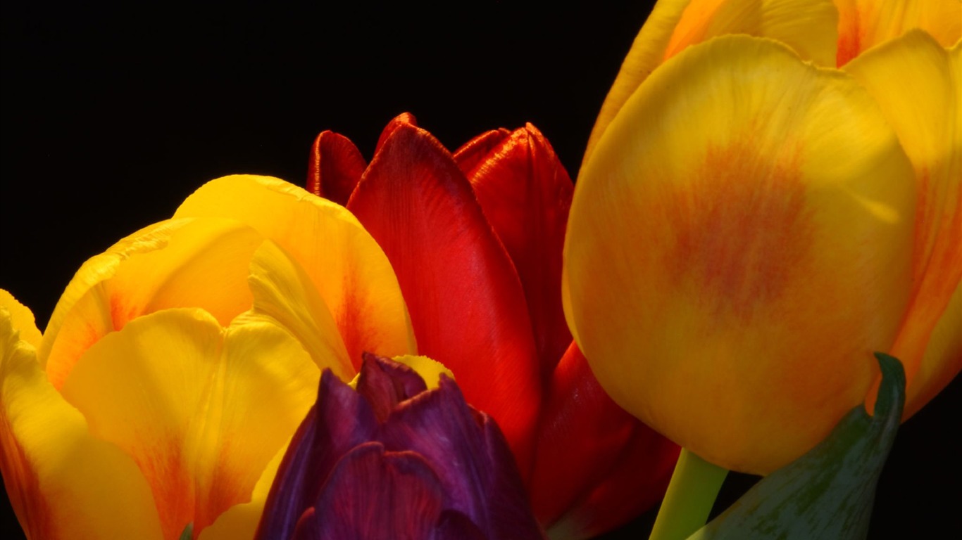 Large tulip wallpaper (2) #18 - 1366x768