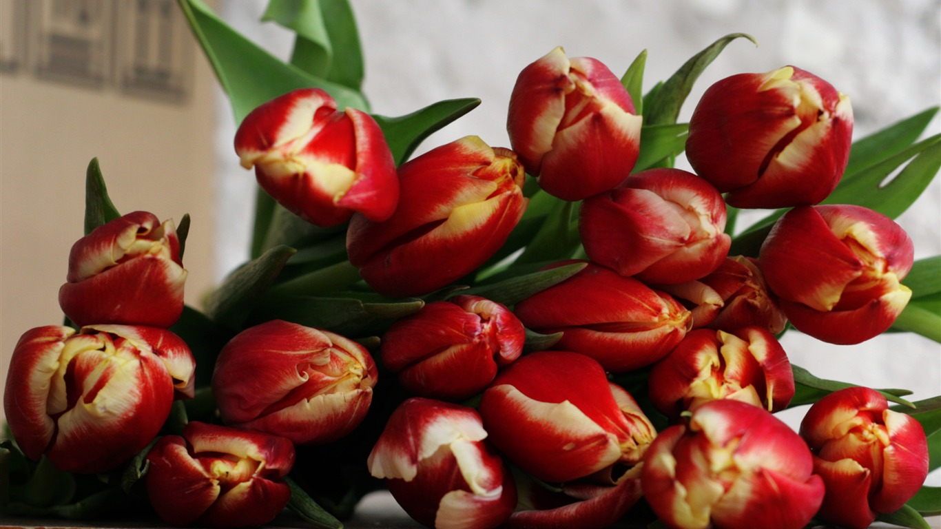 Large tulip wallpaper (2) #19 - 1366x768