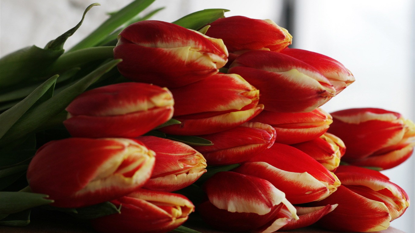 Large tulip wallpaper (2) #20 - 1366x768