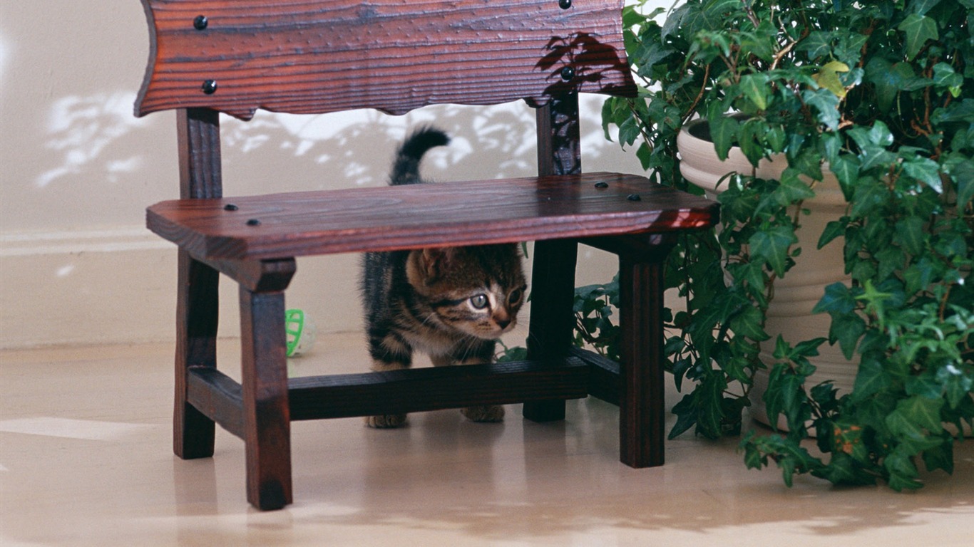 1600 Cat Foto Tapety (7) #2 - 1366x768