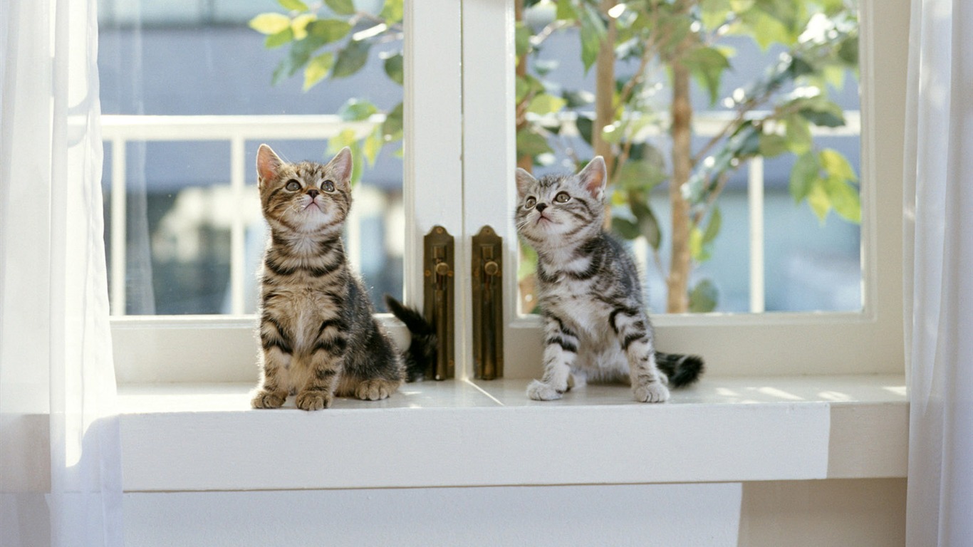 1600 Cat Foto Tapety (7) #4 - 1366x768