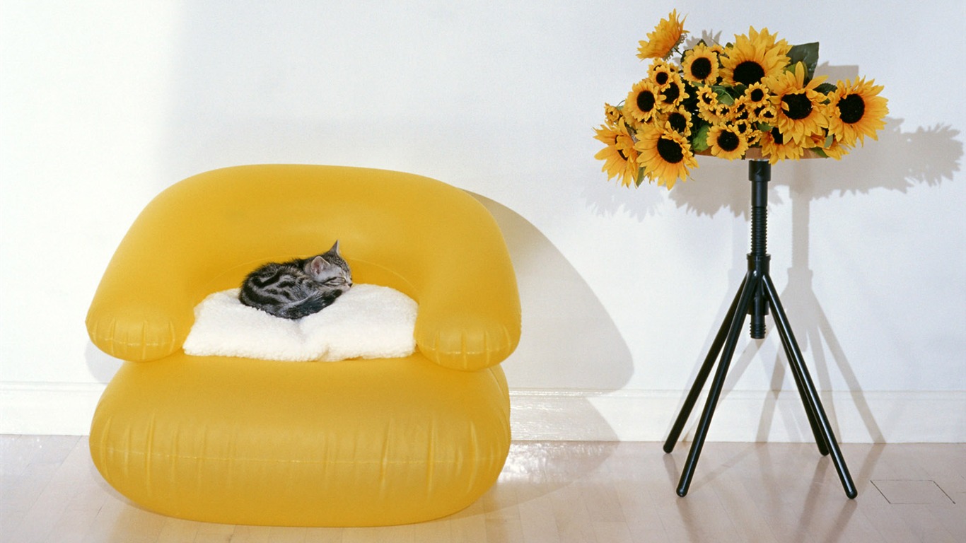 1600 Cat Foto Tapety (7) #8 - 1366x768