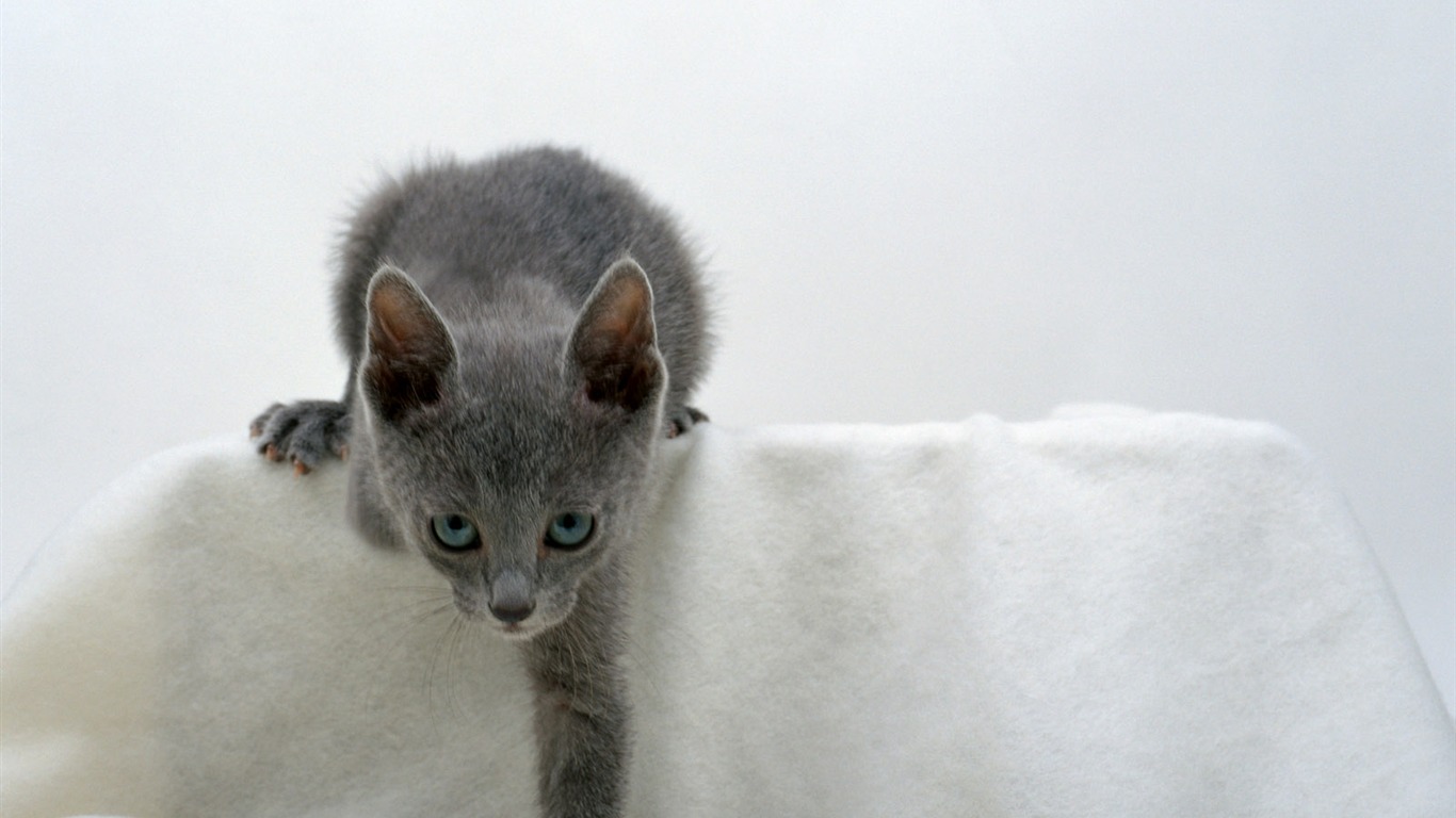 1600 Cat Foto Tapety (7) #16 - 1366x768