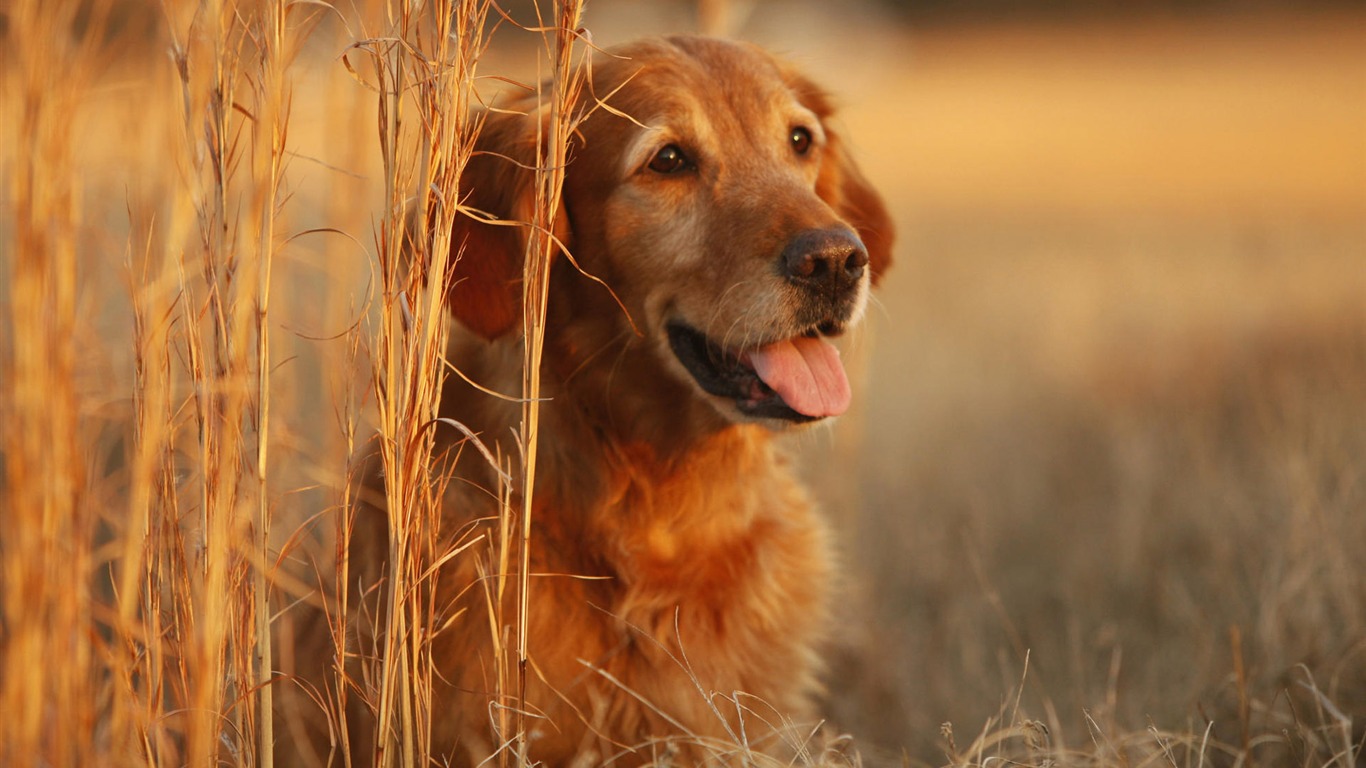 Cachorro de fotos HD fondos de escritorio (8) #1 - 1366x768