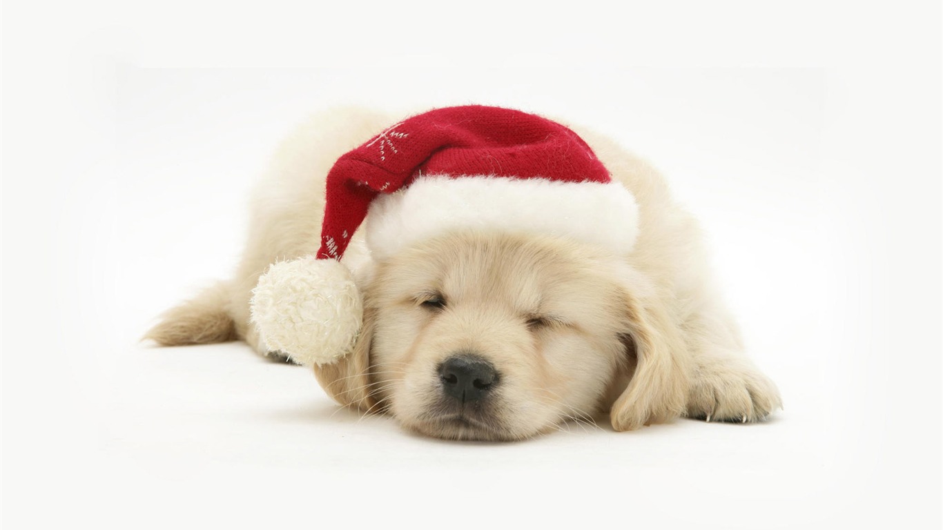 Puppy Foto HD Tapety na plochu (8) #3 - 1366x768