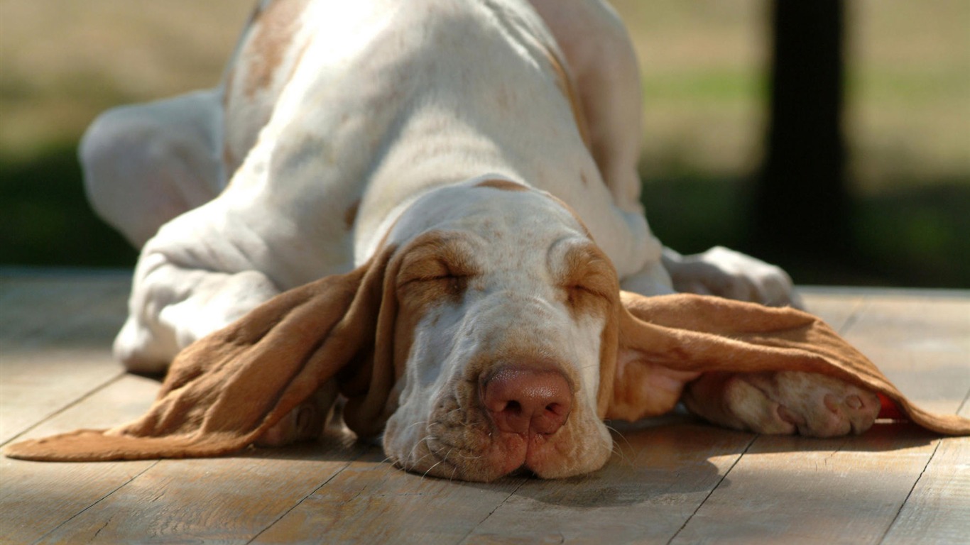 Cachorro de fotos HD fondos de escritorio (8) #12 - 1366x768