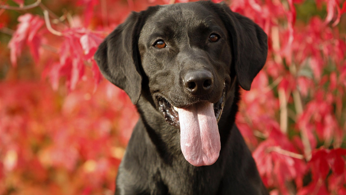 Puppy Photo fonds d'écran HD (8) #14 - 1366x768