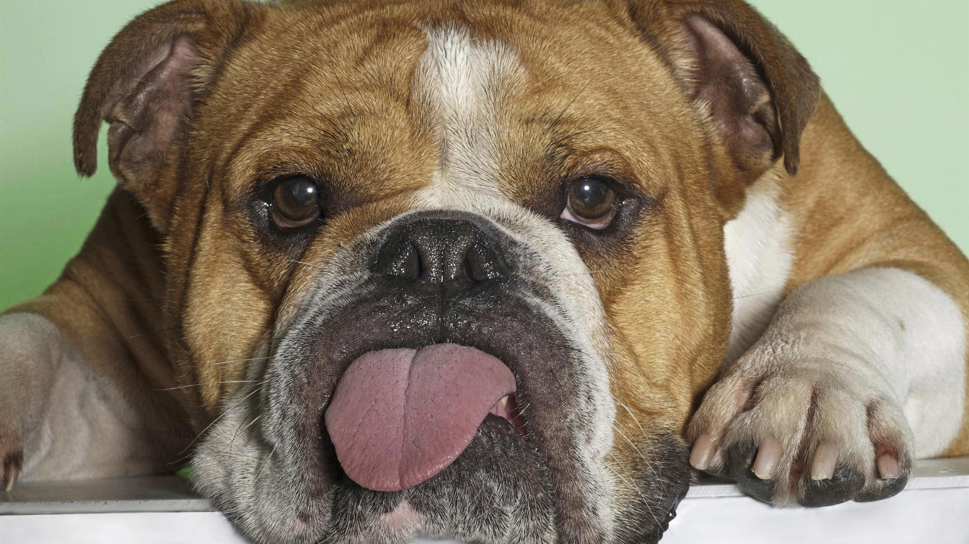 Puppy Foto HD Tapety na plochu (8) #15 - 1366x768