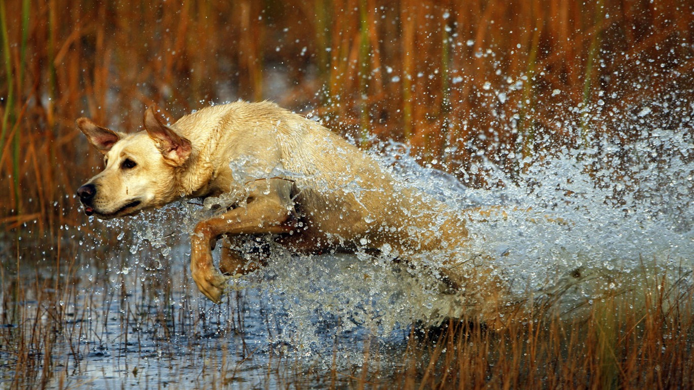 Cachorro de fotos HD fondos de escritorio (8) #17 - 1366x768