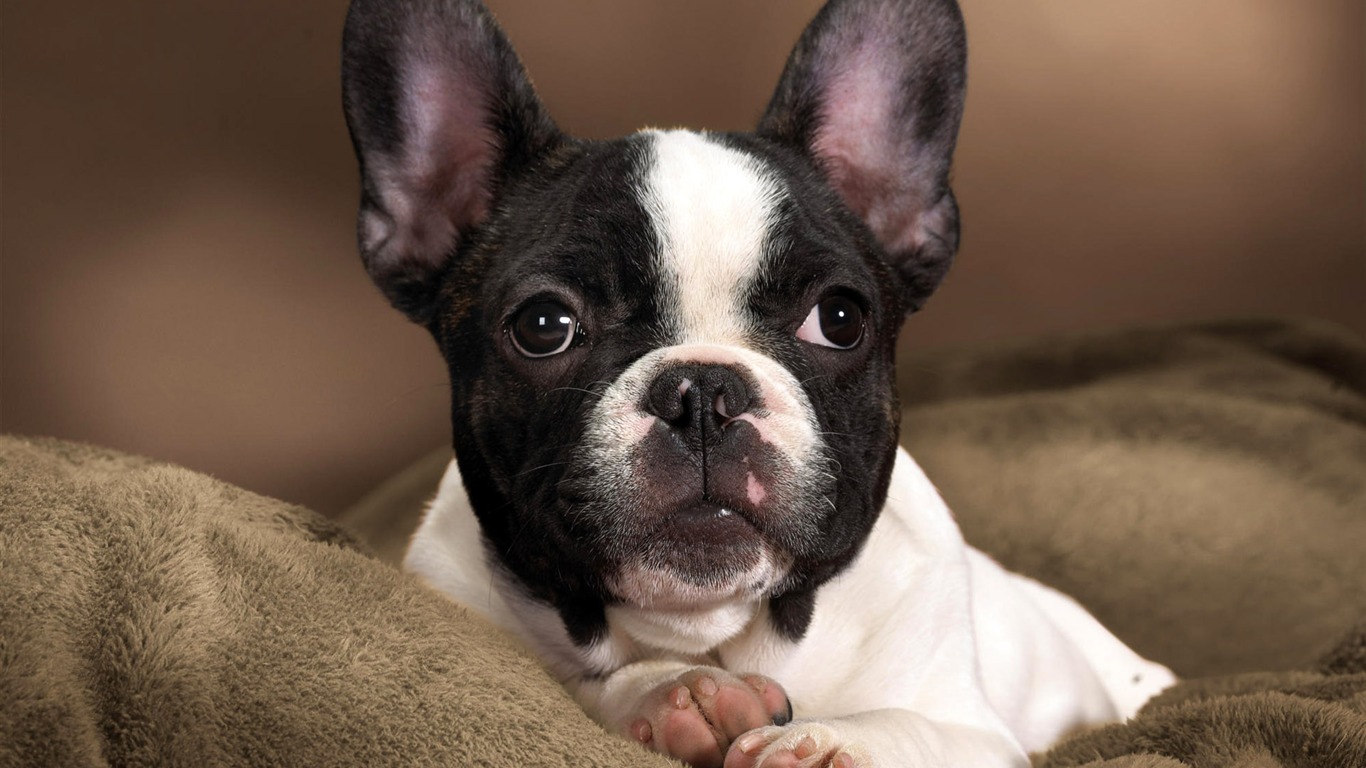 Cachorro de fotos HD fondos de escritorio (8) #18 - 1366x768