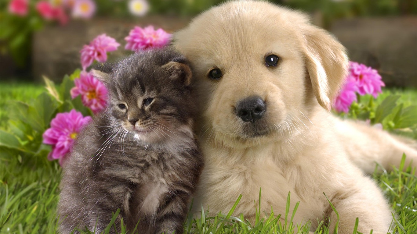 Puppy Photo HD wallpapers (8) #19 - 1366x768