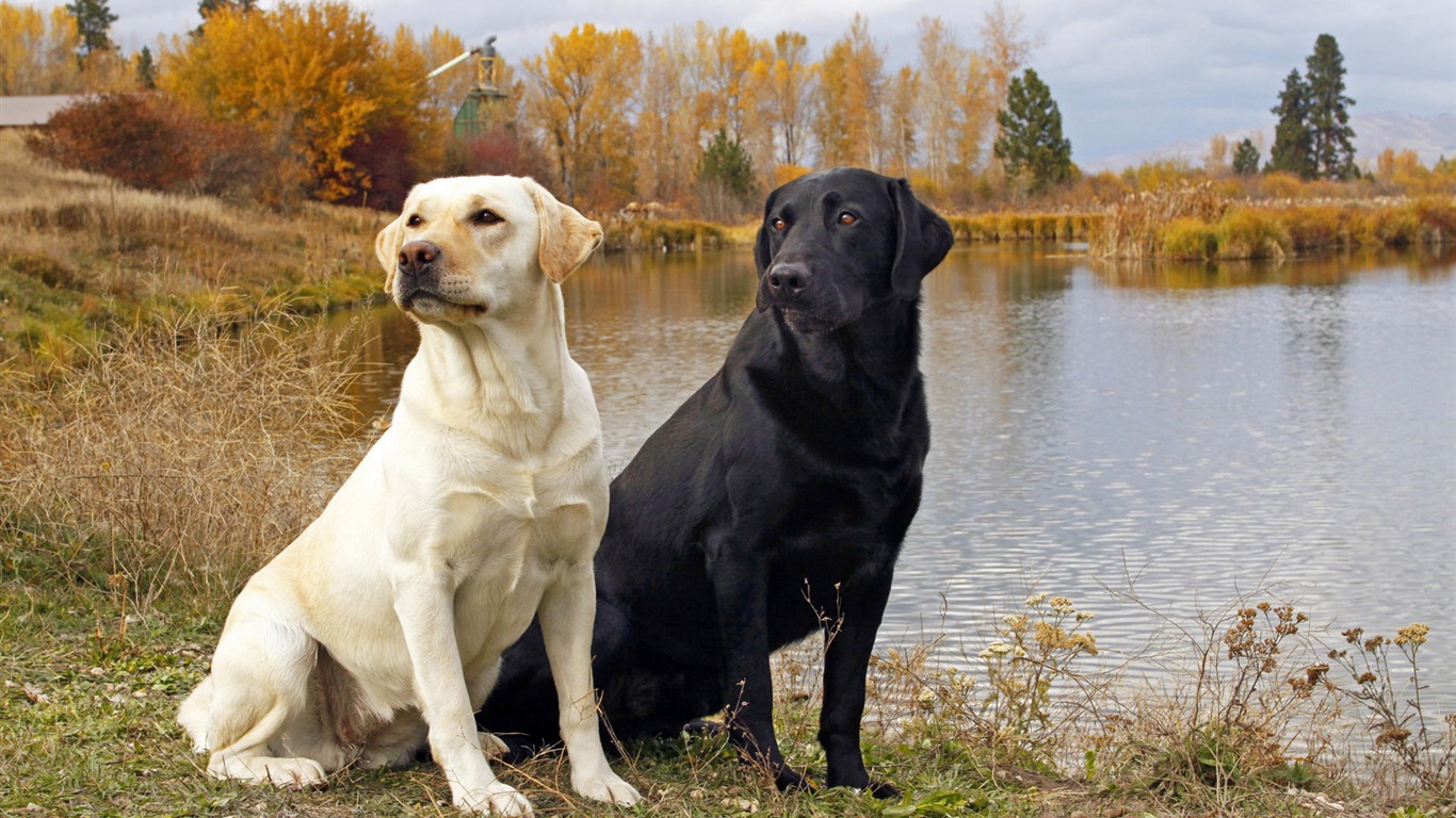Puppy Foto HD Tapety na plochu (8) #20 - 1366x768