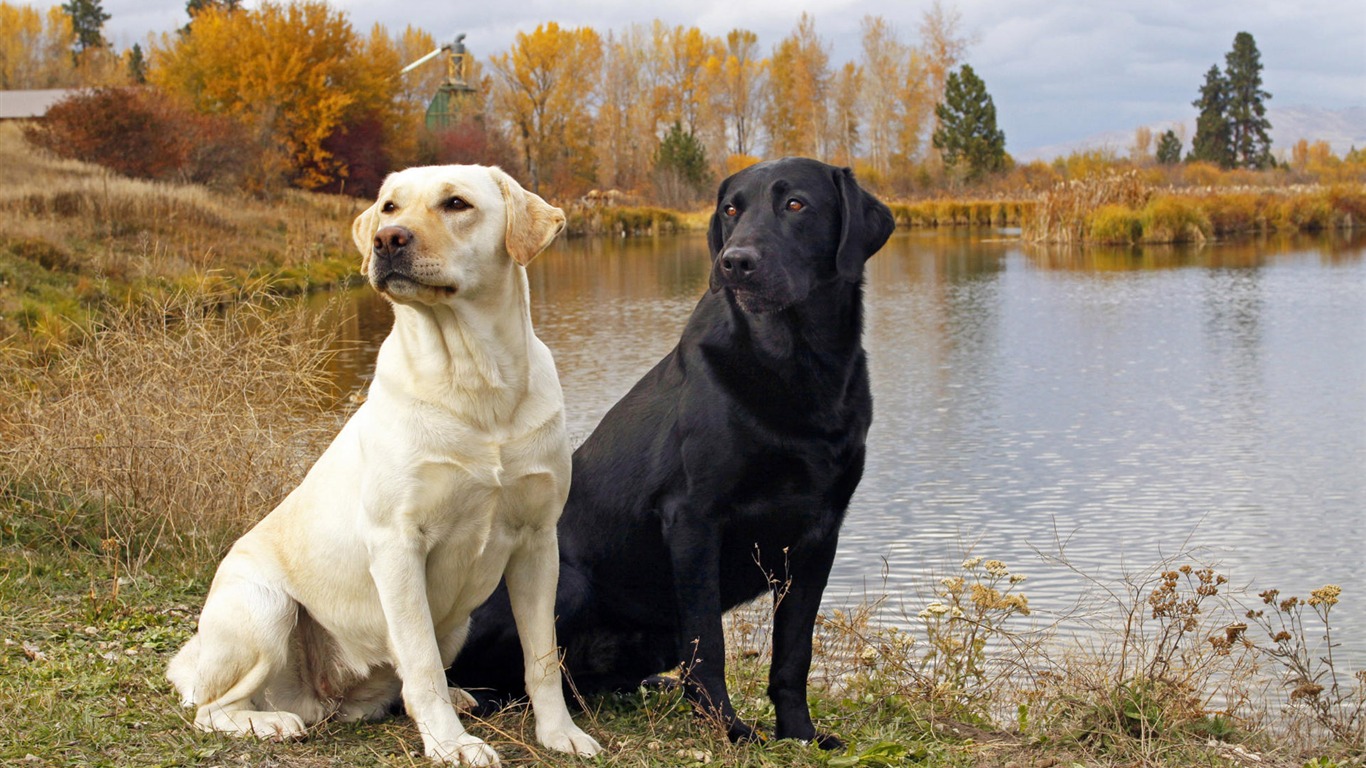 Cachorro de fotos HD fondos de escritorio (8) #20 - 1366x768