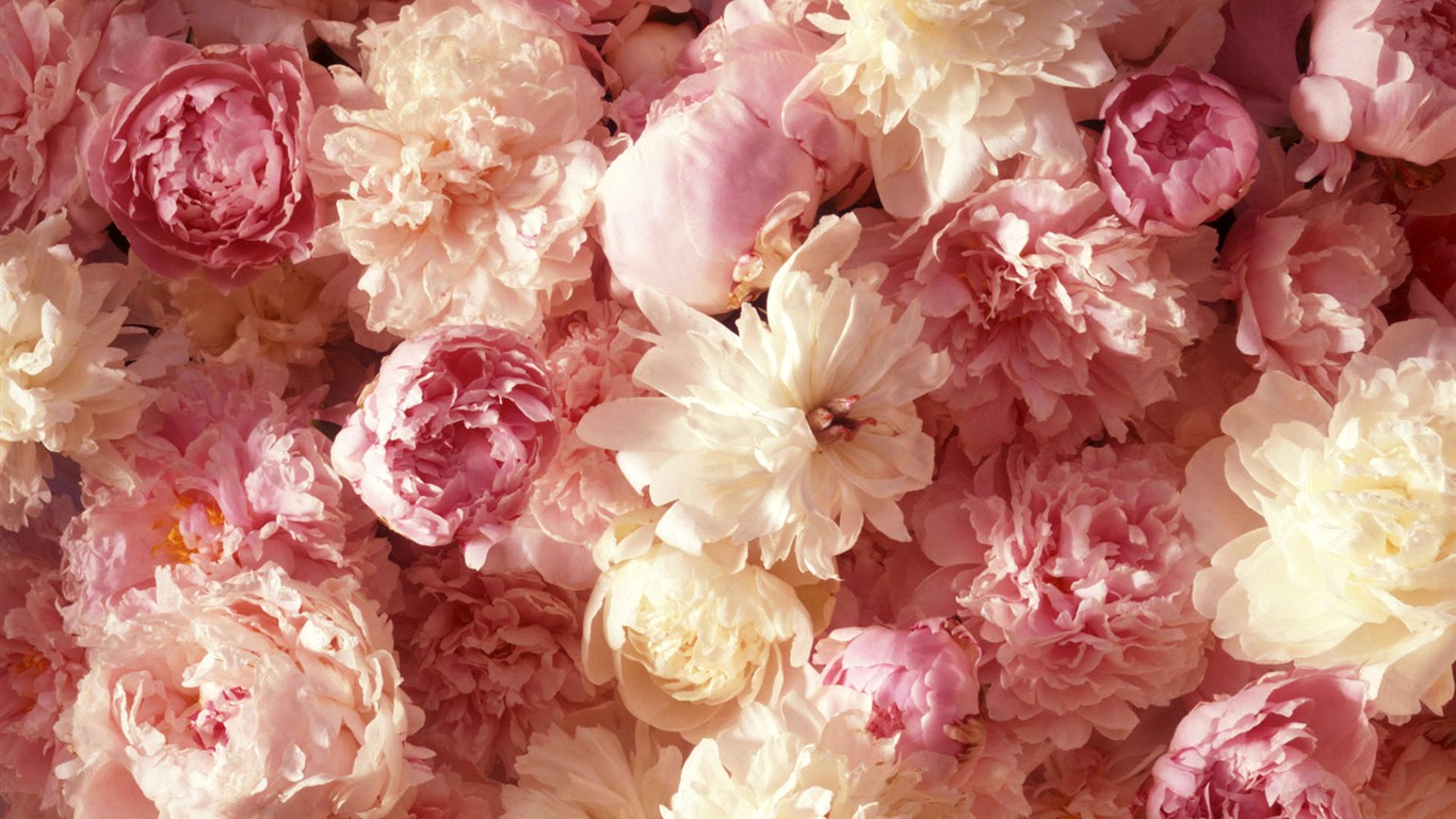 Widescreen wallpaper flowers close-up (1) #5 - 1366x768