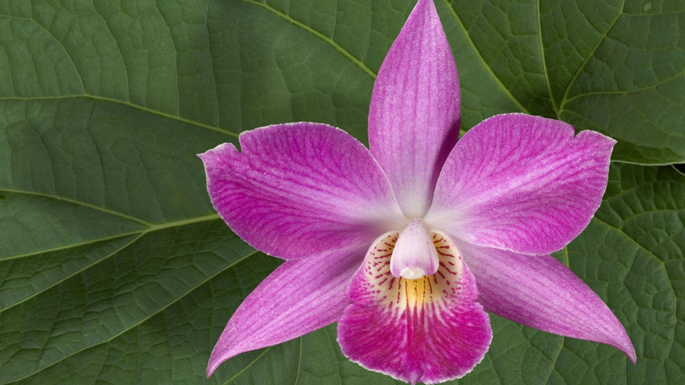 寬屏鮮花特寫 壁紙(一) #8 - 1366x768
