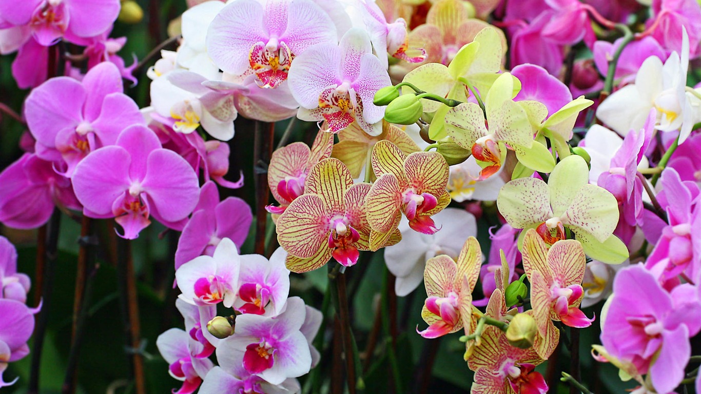 Widescreen wallpaper flowers close-up (1) #12 - 1366x768