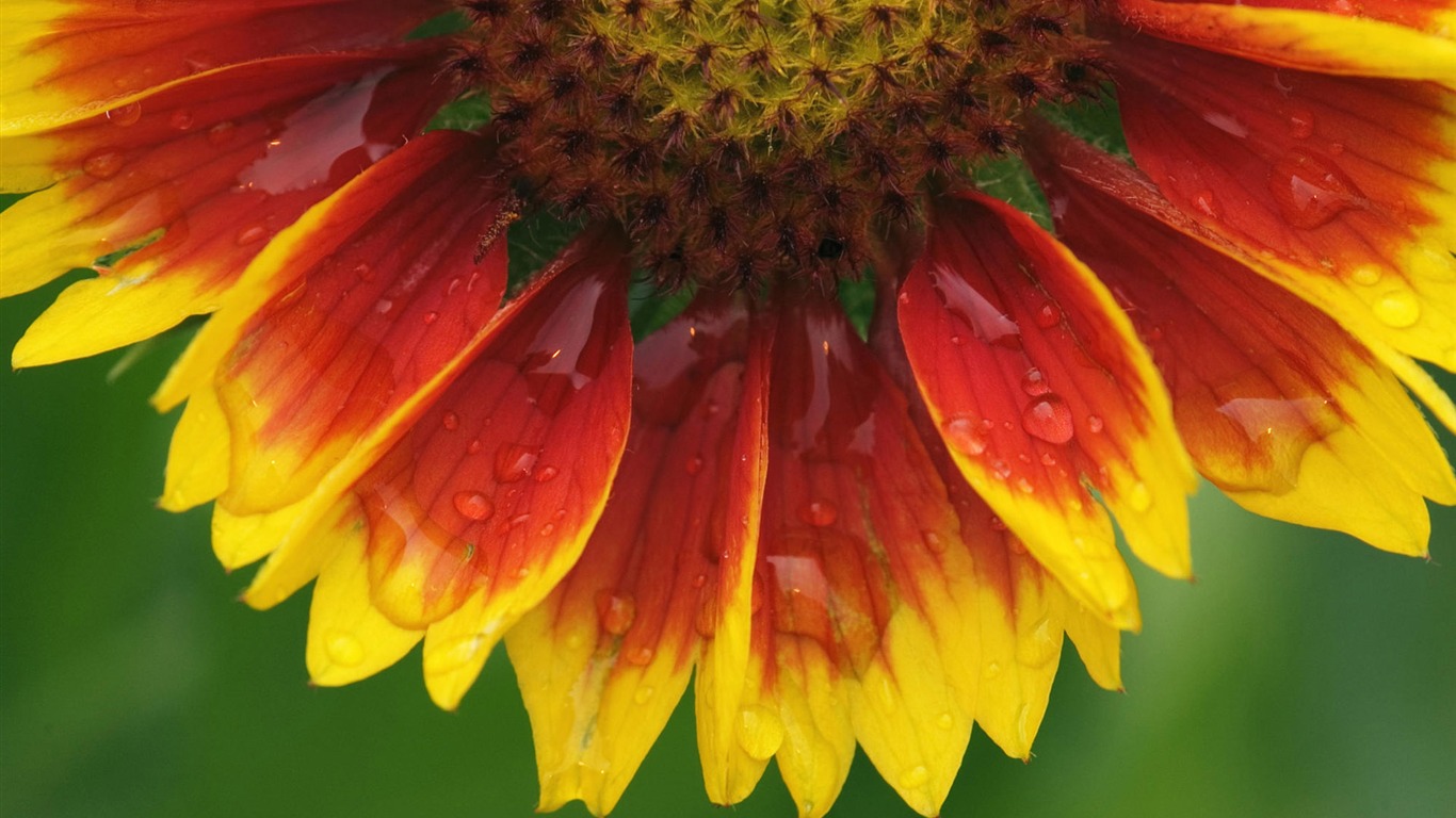 Widescreen wallpaper flowers close-up (1) #14 - 1366x768
