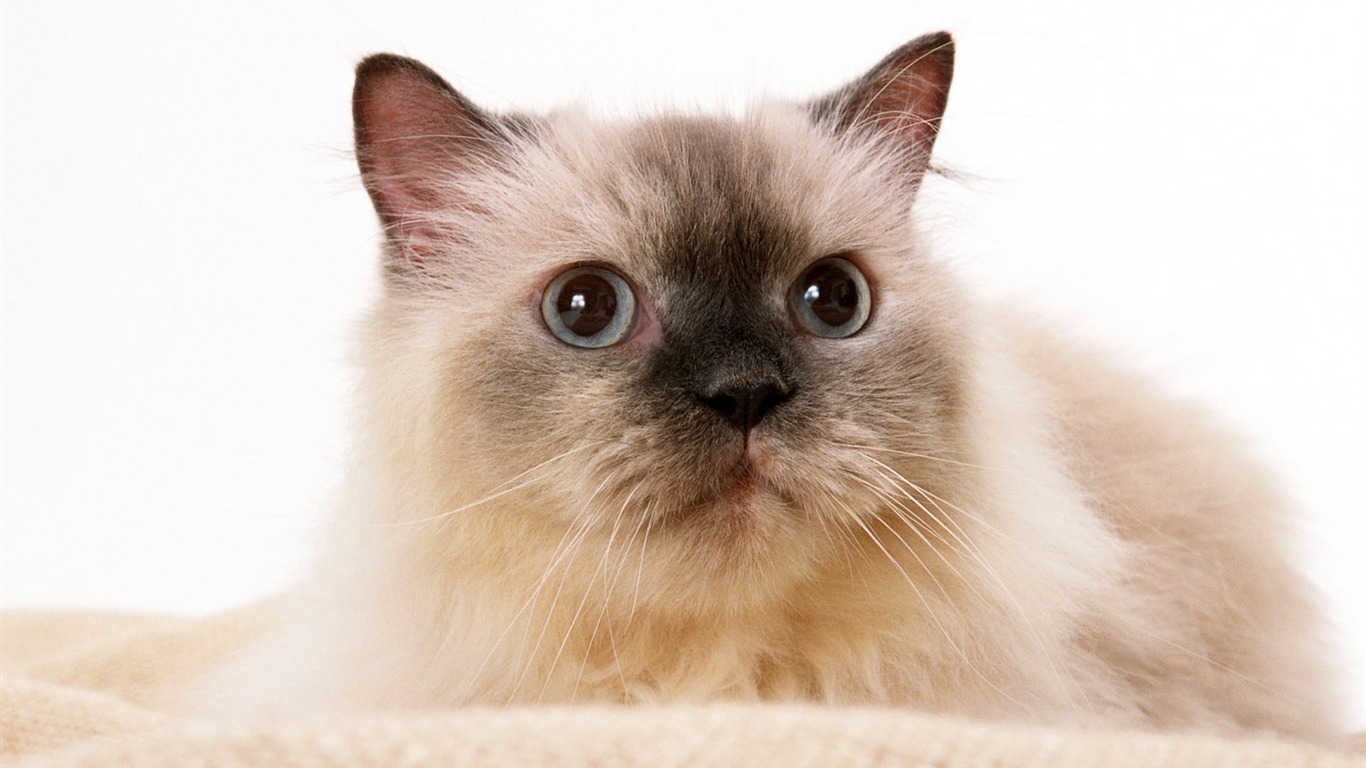 1600 Cat Foto Tapety (8) #10 - 1366x768