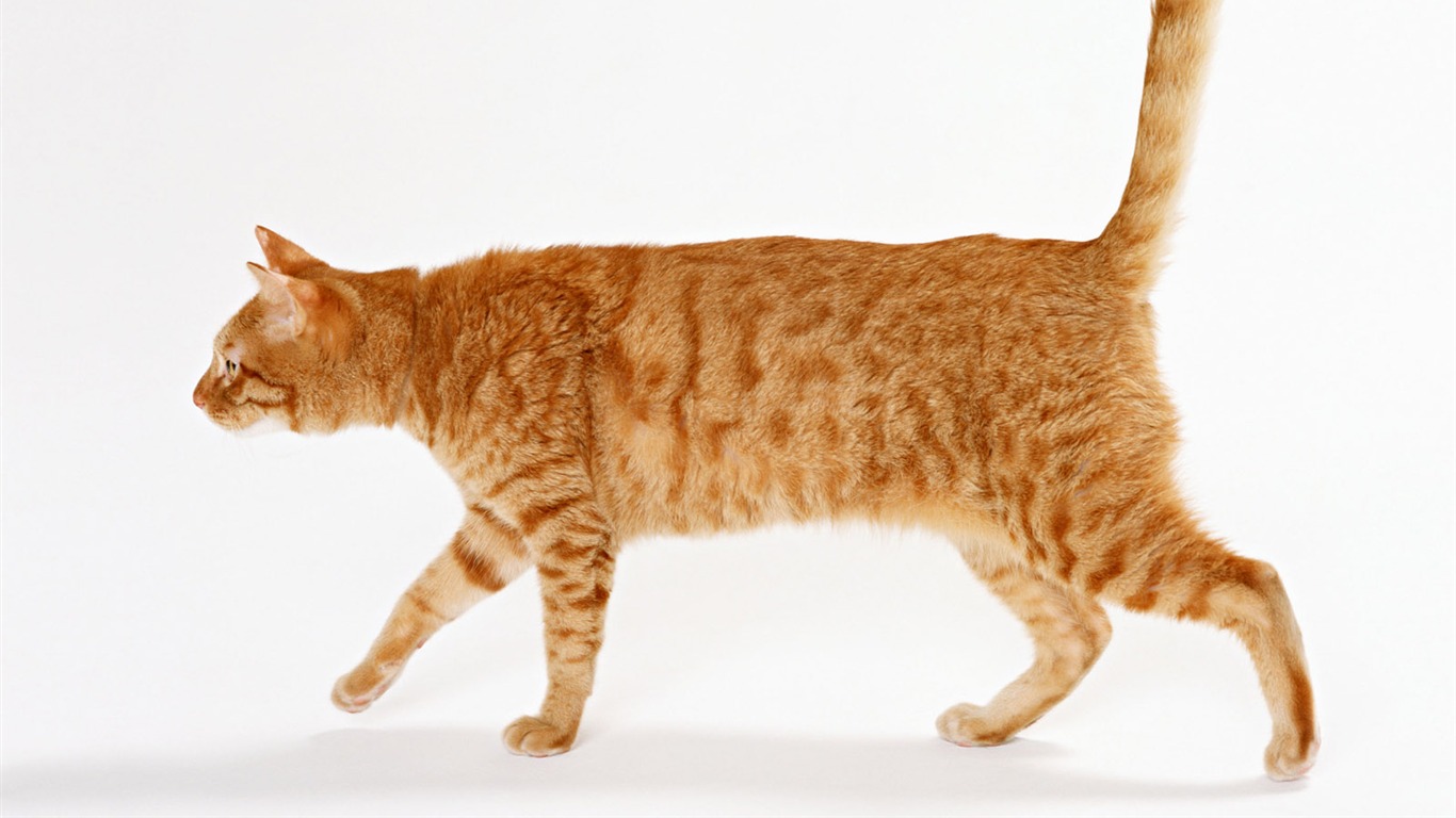1600 Cat Foto Tapety (8) #20 - 1366x768