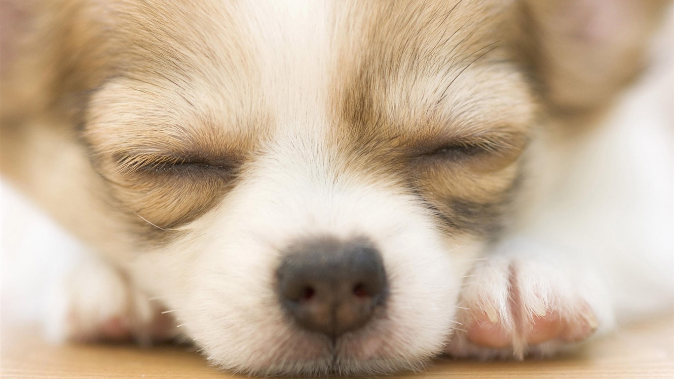 Puppy Photo HD Wallpaper (9) #9 - 1366x768