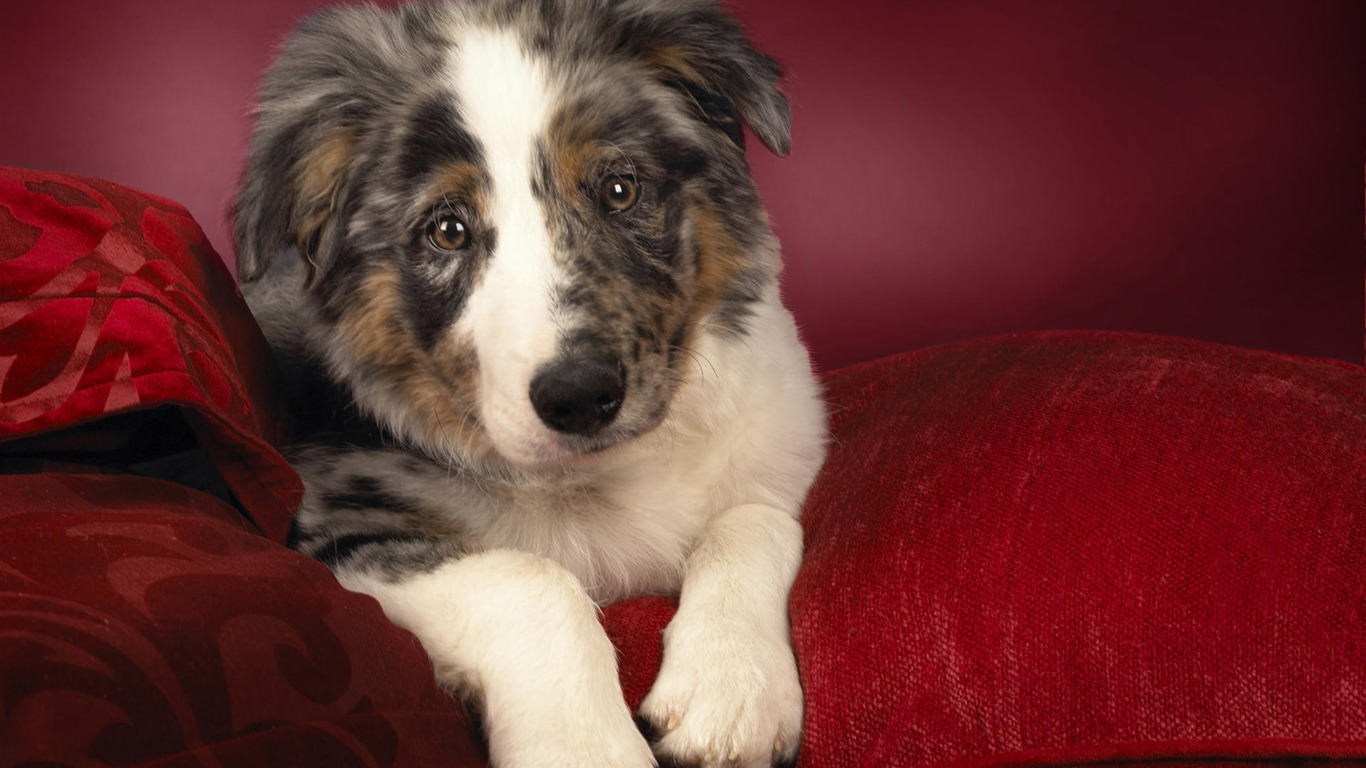 Puppy Photo HD wallpapers (9) #10 - 1366x768