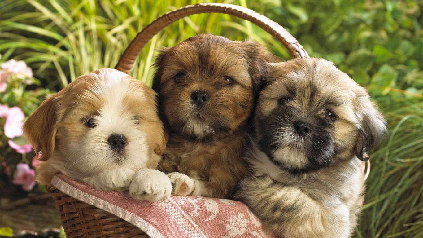 Puppy Photo HD Wallpaper (9) #19 - 1366x768