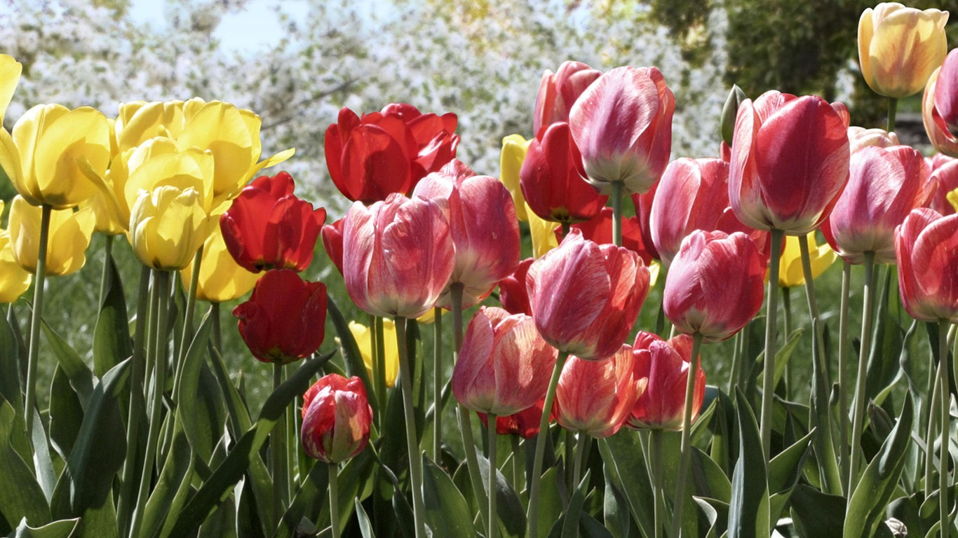 fondos de escritorio de flores con pantalla ancha de cerca (2) #4 - 1366x768