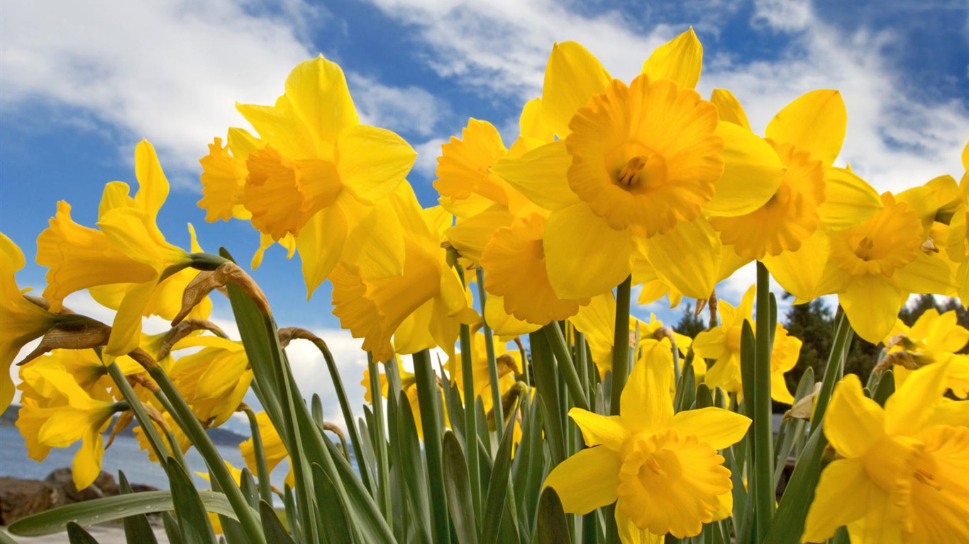 fondos de escritorio de flores con pantalla ancha de cerca (2) #12 - 1366x768