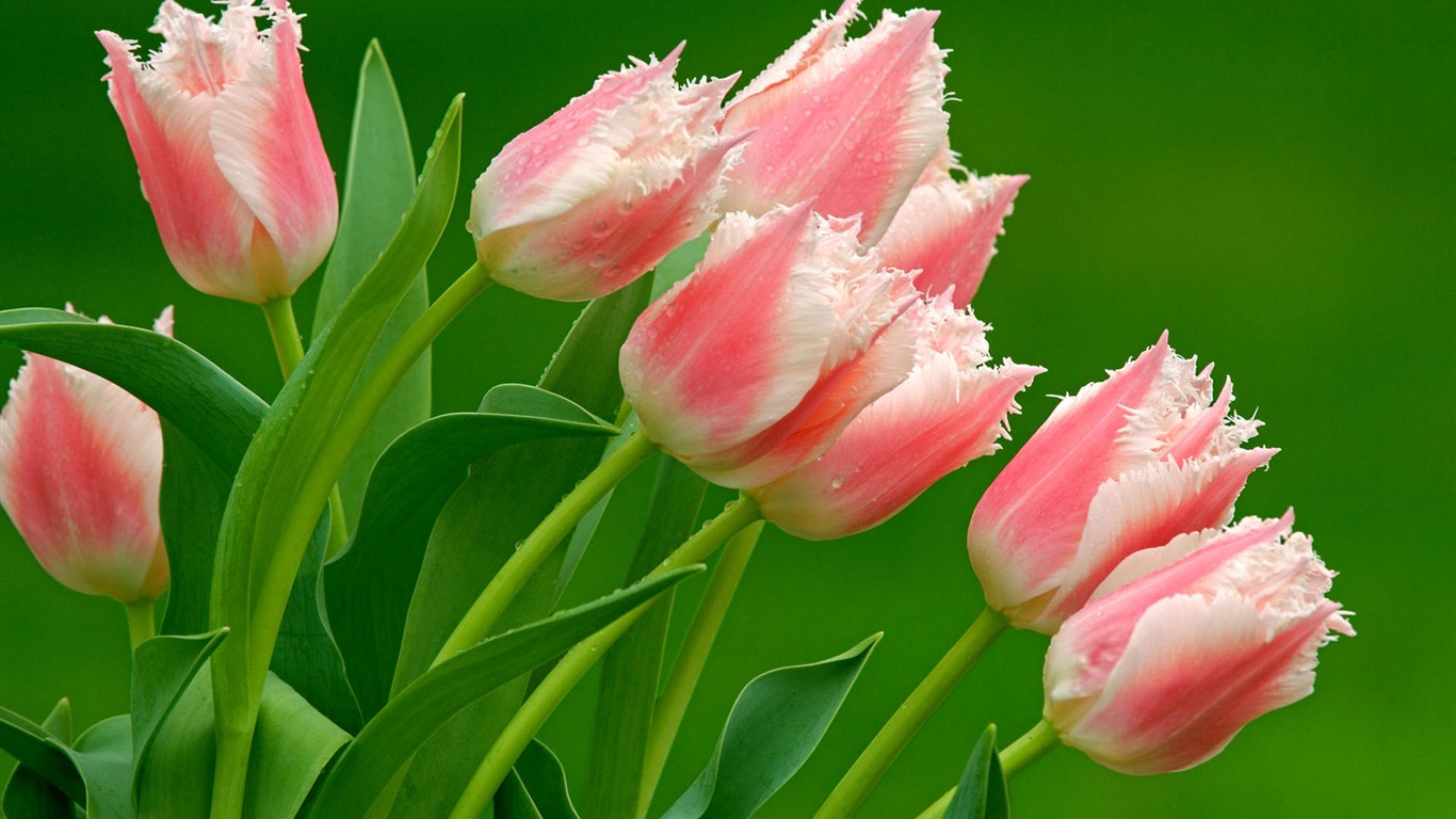 Widescreen wallpaper flowers close-up (2) #20 - 1366x768