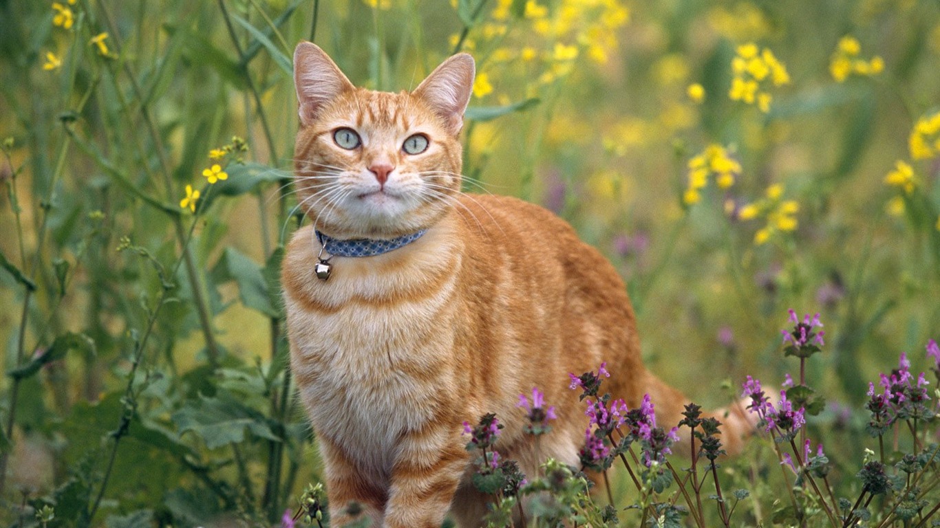 1600 Cat Photo Wallpaper (9) #10 - 1366x768