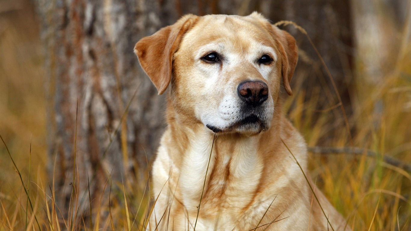 Cachorro de fotos HD fondos de escritorio (10) #1 - 1366x768