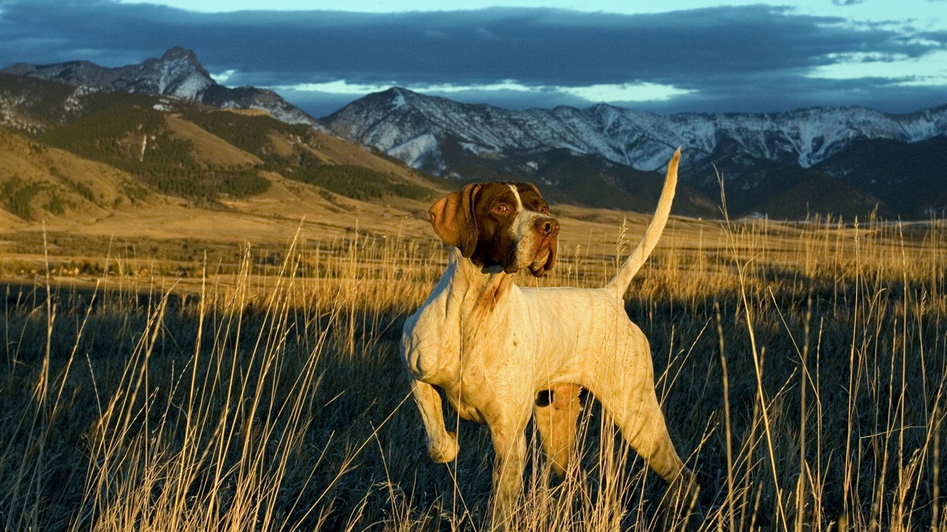 Cachorro de fotos HD fondos de escritorio (10) #2 - 1366x768