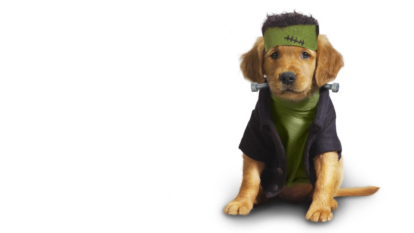 Puppy Photo HD wallpapers (10) #6 - 1366x768